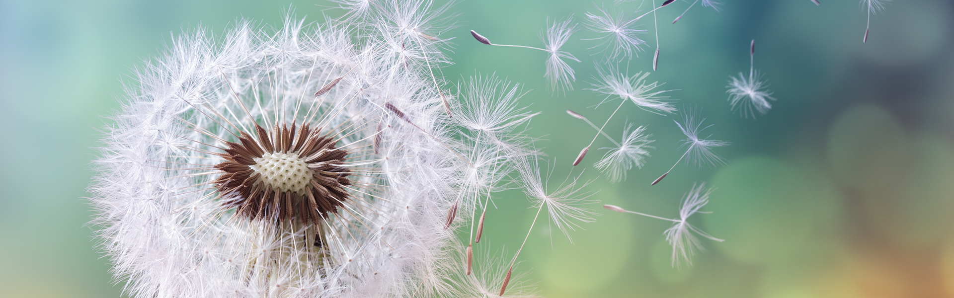 6+ najczęstszych objawów alergii na pyłki roślin