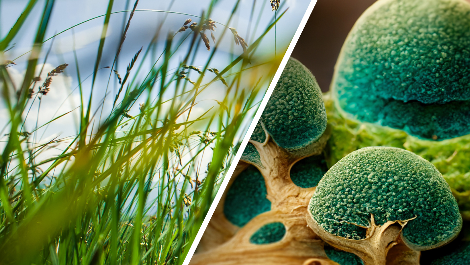 Sezon pylenia (maj): trawy i grzyby mikroskopijne