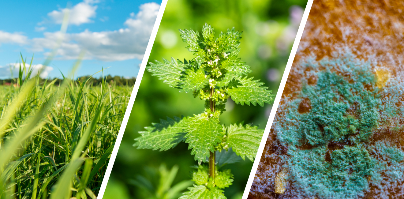 Alert – Trawy, pokrzywa, cladosporium i alternaria